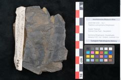 Foto (Objekt + Etikett) von Flabellaria sublongirhachis Ettingshausen (NHMW-GEO-2024-0188-10230)
